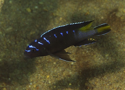 Maylandia sp. 'elongatus ngkuyo' Hongi Island